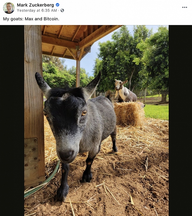 FacebookCEO扎克伯格给宠物羊取名比特币
